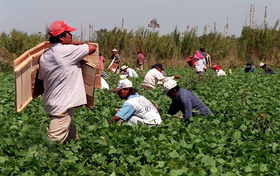 Migrant workers in green bean fields in Homestead